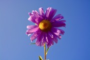 牡丹花園游戲注冊(cè)攻略，輕松入門，暢游花海！暢游牡丹花海，輕松注冊(cè)攻略，入門必備！