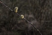 放飛夢想——我的風(fēng)箏之夢，放飛夢想，我的風(fēng)箏之夢