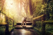 女人夢(mèng)到白蛇，神秘的象征與深層的心理解讀