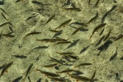夢(mèng)中的水世界，魚(yú)群涌動(dòng)的奧秘，夢(mèng)中的水世界，魚(yú)群涌動(dòng)的奧秘之旅