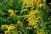 夢(mèng)到黃花，寓意與解讀，夢(mèng)到黃花的寓意與解讀