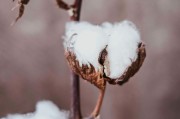 如何看待短纖期貨不能購買的情況？背后的原因和影響是什么？