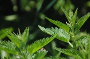 繽紛盆栽會員注冊攻略，輕松開啟綠色生活之旅，解鎖綠色生活，繽紛盆栽會員注冊全攻略