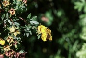 夢(mèng)到花園，心靈的綠洲與生命的交響，夢(mèng)中的花園，心靈的綠洲與生命的交響