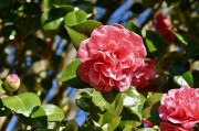 夢(mèng)中的桑葚——一段甜蜜的回憶，夢(mèng)中的桑葚，甜蜜回憶的果實(shí)