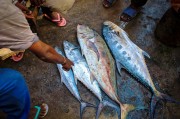 夢(mèng)中尋魚(yú)，一次奇妙的捕魚(yú)經(jīng)歷，夢(mèng)中尋魚(yú)，一次奇妙的捕魚(yú)之旅