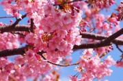 春天的櫻花季，Sakura櫻花免費(fèi)游戲的探索之旅，櫻花之謎，一場春季的櫻花探索之旅
