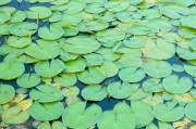 夢(mèng)到蘆薈的寓意與解讀，夢(mèng)到蘆薈的寓意與象征解讀