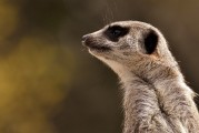 劍齒虎，一款無需付費的動物戰(zhàn)斗冒險游戲，劍齒虎，無限制免費動物戰(zhàn)斗冒險游戲