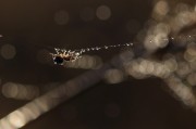 夢到頭皮屑，一次關(guān)于自我認(rèn)知的探索
