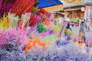 夢中的甜蜜之旅——買糖的夢境，夢中的甜蜜之旅，買糖的夢境