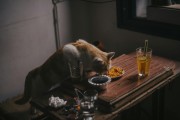 夢中奇遇，我生下了一只貓