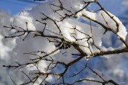 夢(mèng)中大雪紛飛，厚雪之下的世界，夢(mèng)中大雪紛飛，厚雪之下的世界探索