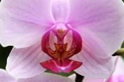 探索蘭花的世界，一款包含蘭花種類的免費(fèi)游戲下載，蘭花世界，探索和解鎖蘭花的高清游戲下載