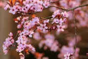 夢中的開花樹，生命的啟示與美好，夢中的開花樹，生命的啟示與美好