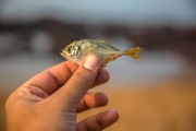 夢到釣到魚，寓意與解讀，夢到釣到魚的寓意與解讀