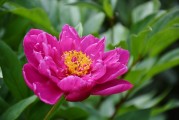 花啦花啦注冊(cè)難題解析，常見(jiàn)問(wèn)題及解決方案，花啦花啦注冊(cè)攻略，常見(jiàn)問(wèn)題解答與解決方案