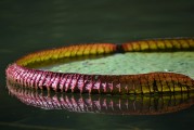 免費植物大戰(zhàn)僵尸游戲——讓你享受無盡的種植與保衛(wèi)的樂趣，全球最經(jīng)典的免費植物防御策略游戲，植物大戰(zhàn)僵尸