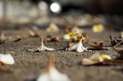 夢中尋覓，地上繁多的頭發(fā)，夢中尋覓，發(fā)絲繁多的秘密