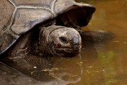 夢(mèng)中釣魚奇遇，釣到神秘烏龜?shù)钠婊弥?，?mèng)中釣魚奇遇，釣到神秘烏龜?shù)钠婊弥? title=