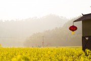 夢(mèng)中的花海——我的栽花之旅，夢(mèng)中的花海，我的栽花之旅