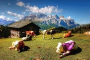夢(mèng)中采花，一場(chǎng)絢爛的幻境之旅，夢(mèng)中采花，絢爛幻境之旅