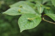 立秋節(jié)氣已過，國內(nèi)大豆需求能否提升？