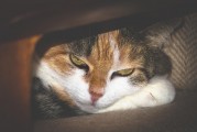 女人夢(mèng)到被貓抓傷手，解讀與解析