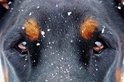 夢中雙犬之謎，夢中雙犬之謎