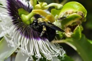 植物大僵尸——一款充滿創(chuàng)意的植物大戰(zhàn)僵尸免費(fèi)下載游戲，植物大僵尸，植物大戰(zhàn)僵尸 - 創(chuàng)意無限的策略塔防休閑游戲！