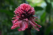 花海之夢(mèng)，夢(mèng)到好多花的美麗與寓意，花海之夢(mèng)，探尋花的美麗與寓意