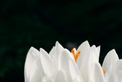 夢(mèng)到頭發(fā)白了，歲月痕跡下的心靈覺醒，夢(mèng)到頭發(fā)白皙，心靈在歲月痕跡下的覺醒