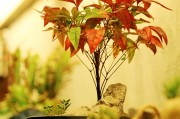 孕婦夢(mèng)到種菜的寓意與解讀，孕婦夢(mèng)到種菜的寓意與解析