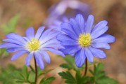 在橙光游戲中得到的花朵——從免費(fèi)下載到付費(fèi)才能獲得的樂趣，橙光游戲中的花，如何從免費(fèi)下載變?yōu)楦顿M(fèi)獲取的樂趣