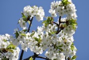 櫻花插件網(wǎng)站，邂逅春日浪漫，暢游花海中的數(shù)字世界
