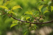 夢(mèng)到幼鳥(niǎo)，生命的希望與成長(zhǎng)的力量，夢(mèng)到幼鳥(niǎo)，生命的希望與成長(zhǎng)的力量