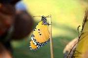 孕婦夢(mèng)到蜘蛛的寓意與解讀，孕婦夢(mèng)到蜘蛛的寓意與解析