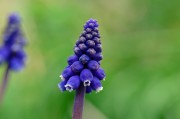 夢(mèng)中花開(kāi)的絢爛之美