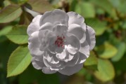 懷孕期間夢(mèng)到玫瑰花的寓意與解讀，懷孕期間夢(mèng)到玫瑰花的寓意與解讀