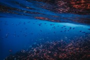 夢(mèng)中的魚與水，深邃的寓意與心靈的探索，夢(mèng)中之魚與水，深邃寓意的心靈探索