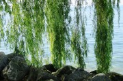 苗木網(wǎng)站排名，揭秘如何提升苗木行業(yè)網(wǎng)站的在線影響力，揭秘苗木網(wǎng)站排名提升策略，在線影響力增長之道