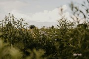 夢(mèng)到蛇的寓意與解析，夢(mèng)到蛇的寓意與解析