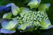 夢(mèng)中花?！粓?chǎng)鮮花的絢爛夢(mèng)境