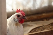 夢(mèng)中的鳥(niǎo)蛋之謎，夢(mèng)中的鳥(niǎo)蛋之謎解析