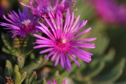 夢(mèng)中煙花璀璨，現(xiàn)實(shí)思緒紛飛，夢(mèng)中煙花與現(xiàn)實(shí)思緒的交織