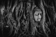 夢(mèng)中的奇妙邂逅——大熊貓的神秘之旅，大熊貓的神秘之旅，夢(mèng)中的奇妙邂逅