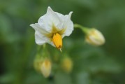 夢中綻放的純凈之花——白花之夢，夢中綻放的純凈之花——白花之夢的傳奇