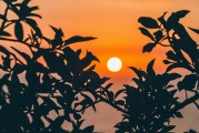夢(mèng)中的葡萄樹，一段心靈的旅程，夢(mèng)中的葡萄樹，心靈的旅程之旅