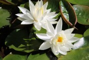 夢中親人喜結(jié)連理，情感交織的奇妙體驗，夢中親人喜結(jié)連理，情感交織的奇妙體驗
