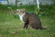 揭秘Kitty貓咪的游戲世界，一款免費(fèi)、無(wú)廣告的休閑游戲，隱藏在貓咪世界中的謎團(tuán)，無(wú)廣告休閑游戲Kittys World